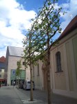 Regensburg, oak tree, public art